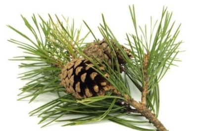 Herşeyi ile Müslüman Olabilmek